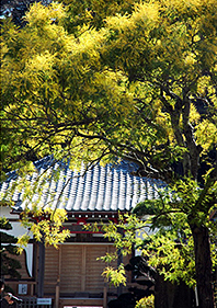 ���}���ɂ���